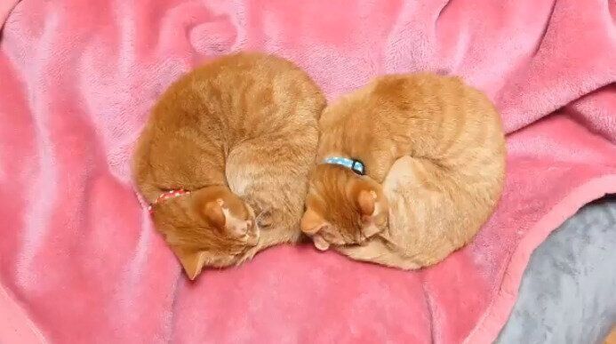 寝相がシンクロする茶トラのゆずりくんとめぐりくん