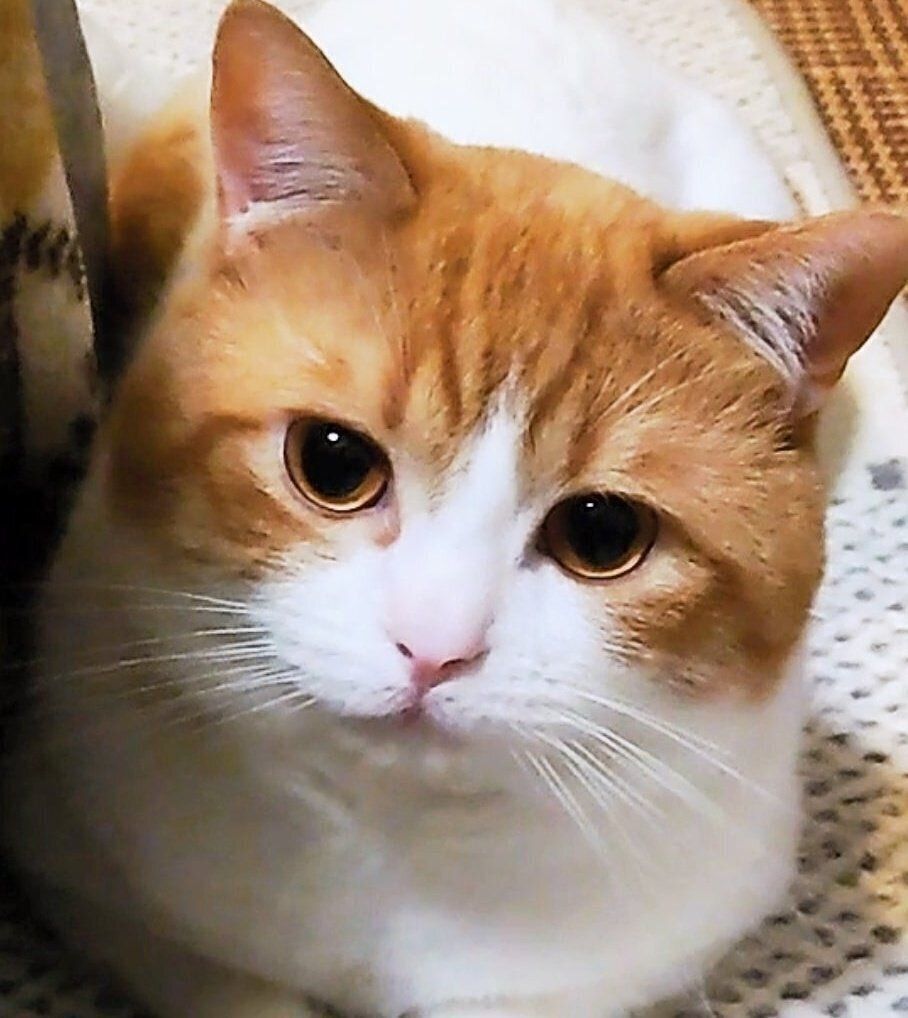 ご機嫌でニコニコなおちゃまるくん