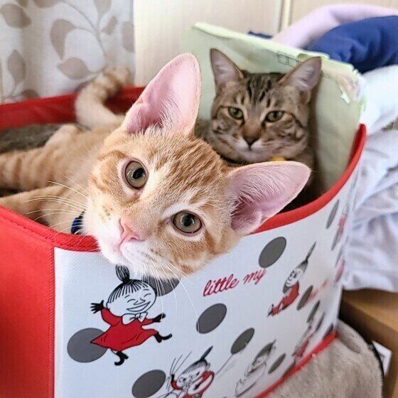 Mix（茶トラ）のイリマくんたち♪