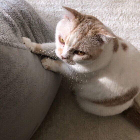 スコティッシュフォールドのふわちゃん