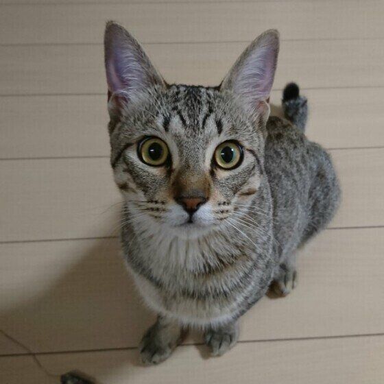 キジトラ猫のまめちゃん