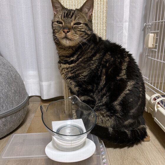 アメリカンショートヘアの海（カイ）くん♪