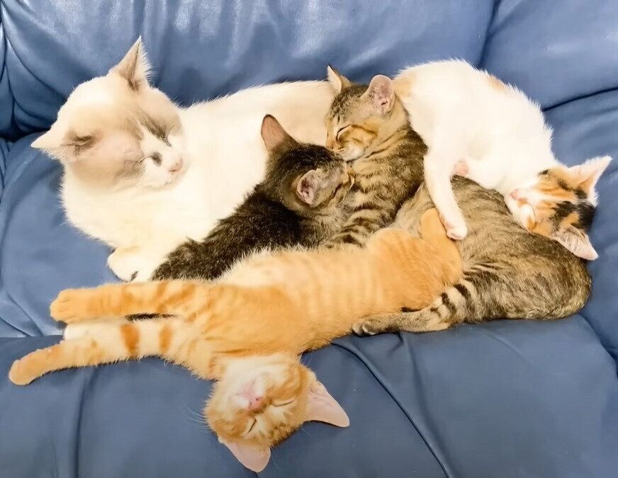 たまさんにくっつく子猫たち