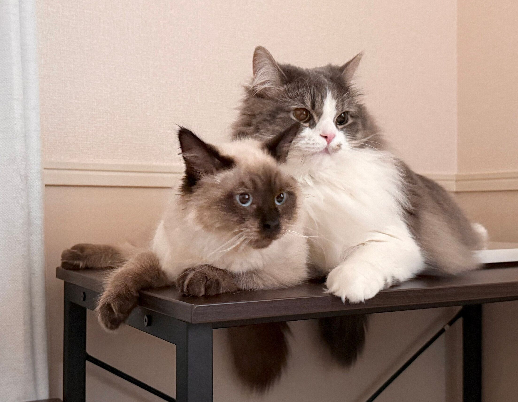 仲良しなるねくん、たおくん