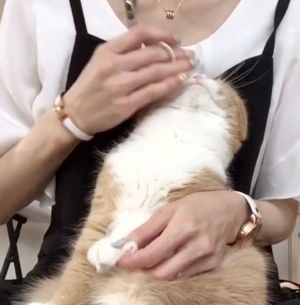 無表情で爪を切られる猫