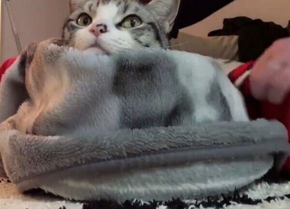モフモフすぎてたまらん 猫に毛布をたくさんかけると 幸せいっぱい の表情に ねこのきもちweb Magazine モフモフすぎてたまらん 猫に毛布をたくさんかけると 幸せいっぱい の表情に ねこのきもちweb Magazine