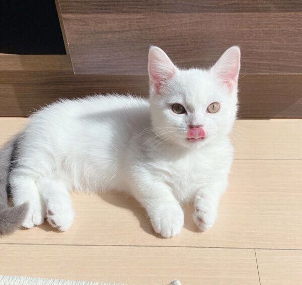 舌をペロッとさせるまおくん