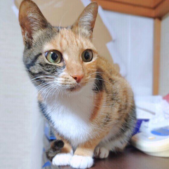 ミケの鈴ちゃん