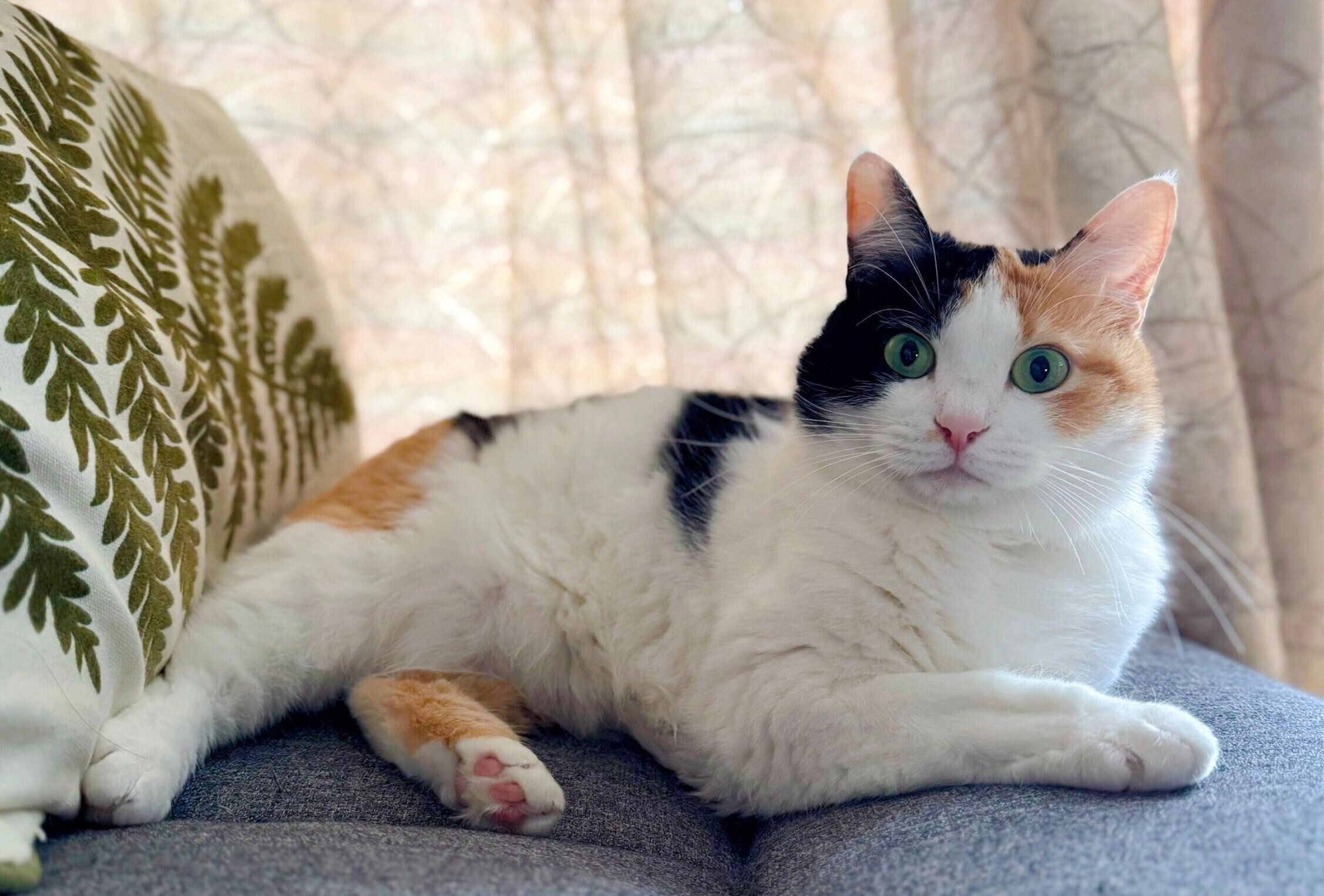 くつろぐみたらしちゃん