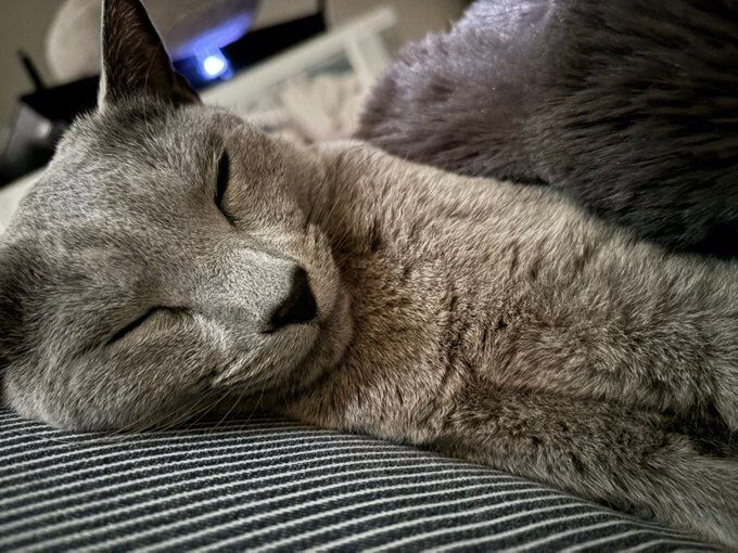 横向きで眠るロシアンブルー