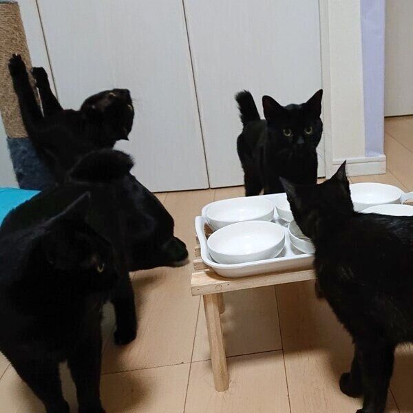 ごはんボウルの前で待機する猫たち