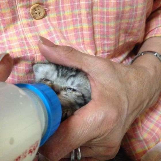 ミルクを一生懸命飲むルナちゃん♡