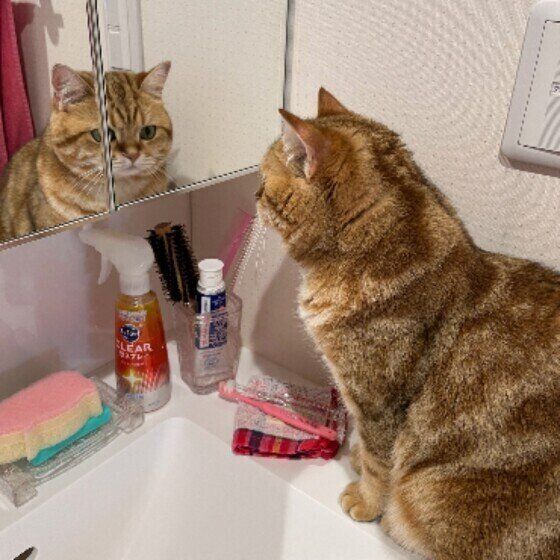 鏡に映る姿を見るブリティッシュショートヘア