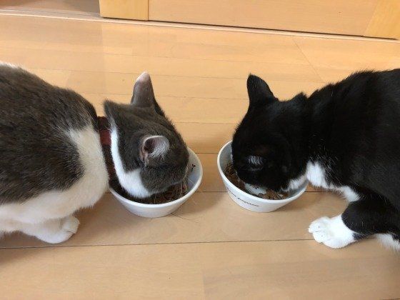 ごはんを食べる猫