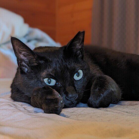 黒のるるちゃん