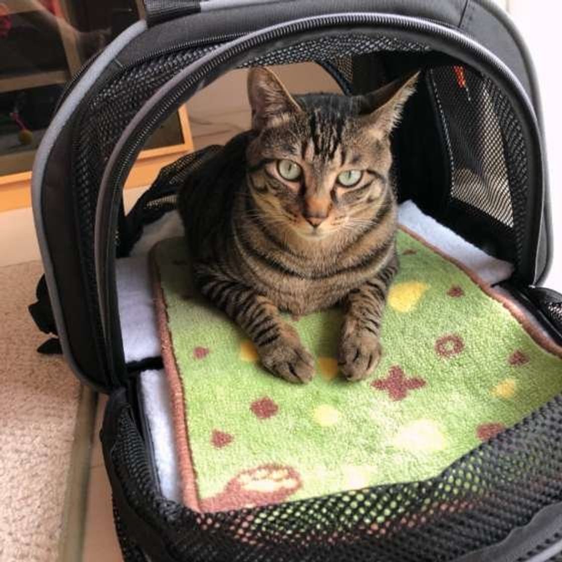 専門家監修 猫のキャリーは必需品 その理由と慣らし方 選び方 ねこのきもちweb Magazine 専門家監修 猫のキャリーは必需品 その理由と慣らし方 選び方 ねこのきもちweb Magazine