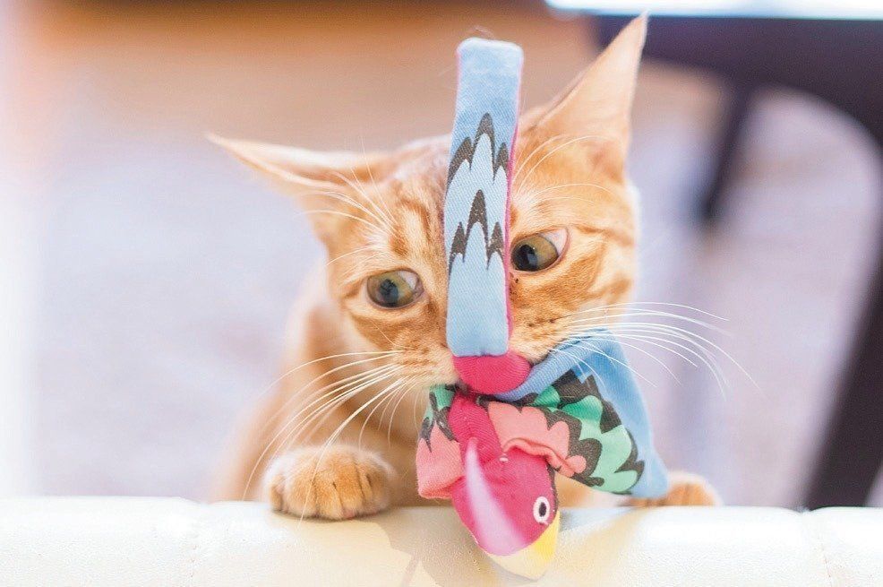 撮影／中川文作