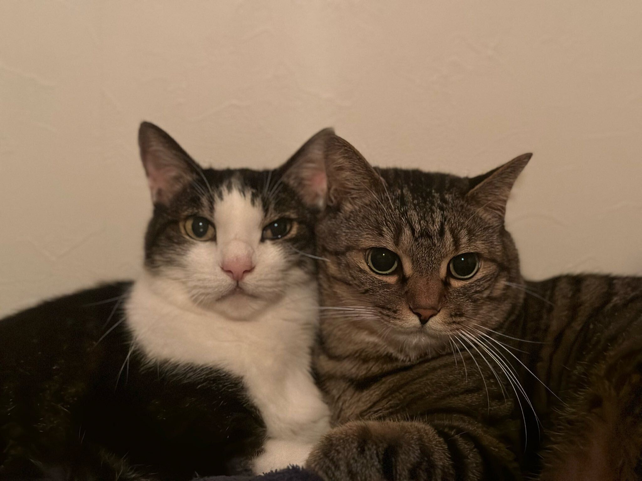 くっつくれおくん、もかちゃん