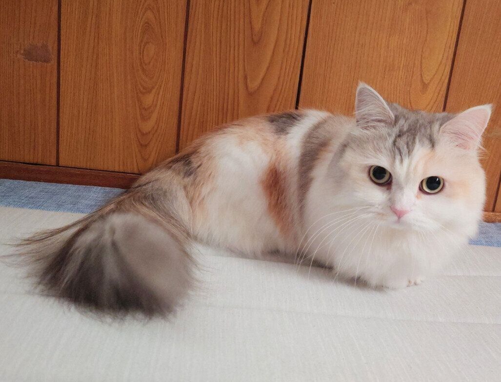 こちらを見つめるきなこちゃん