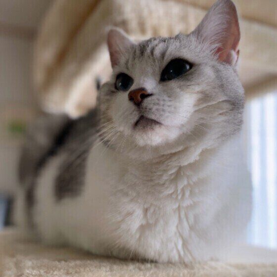 香箱座りのくーたくん（ミヌエット）