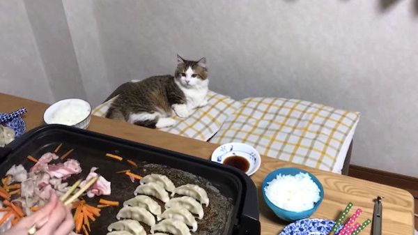 お肉が気になる猫