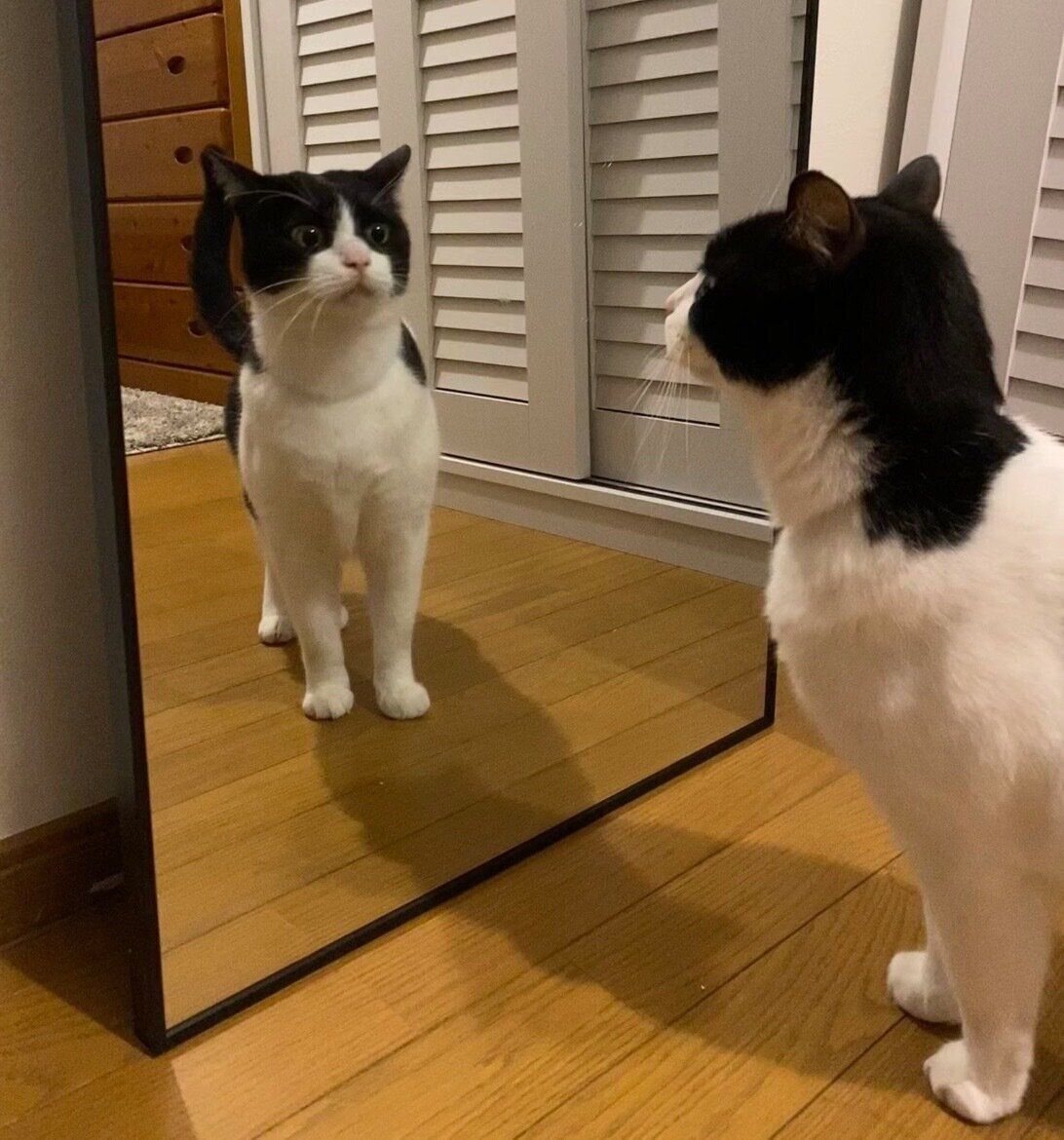 鏡に興味津々なブランくん