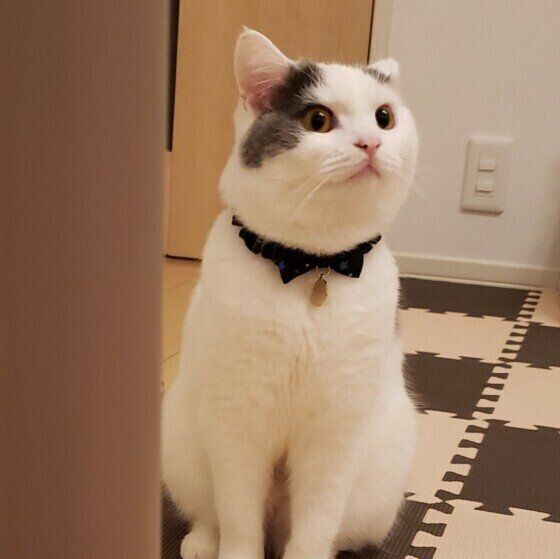 座るマンチカン