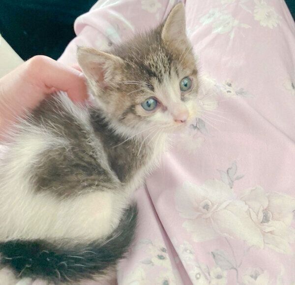 迎えたばかりの頃のあめくん