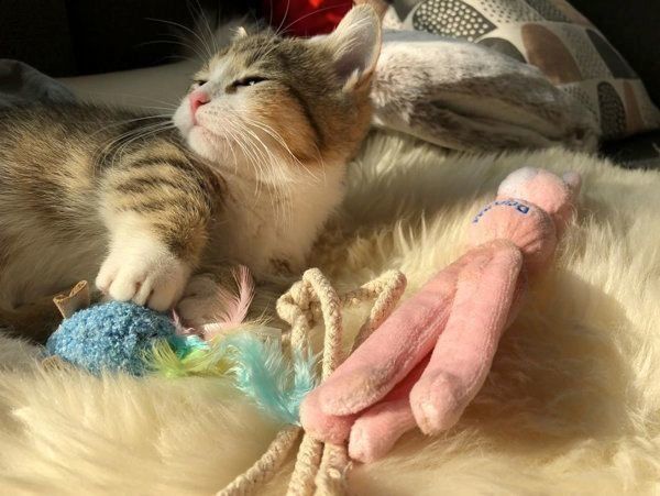 くつろぐよぐちゃん