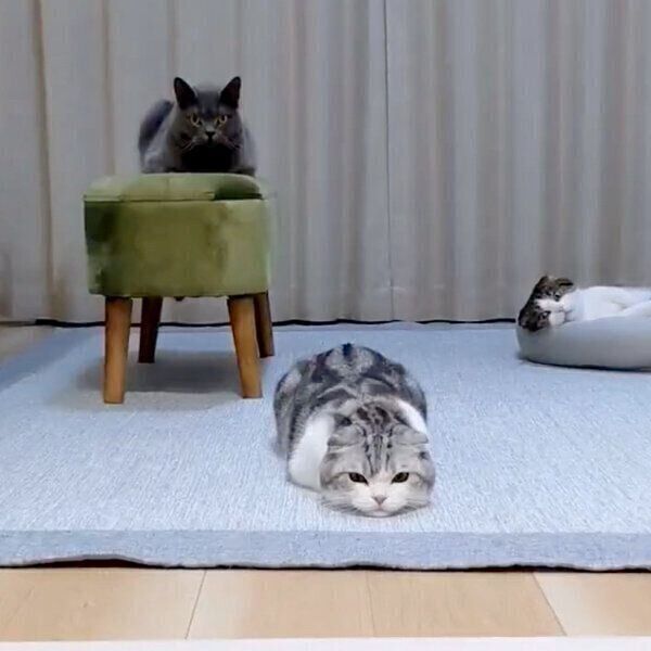 おしりをフリフリする倫太郎くん