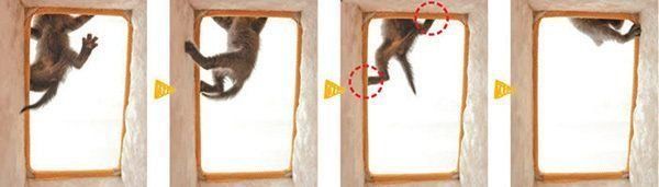 猫タワーに登る子猫