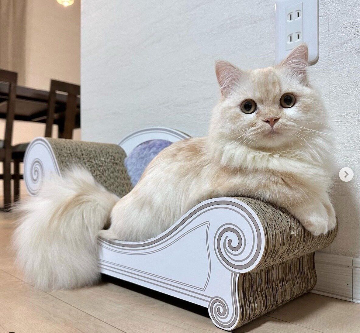 まったりするmielくん