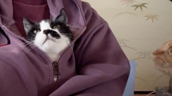 飼い主さんのパーカーに入ってご満悦のドツちゃん