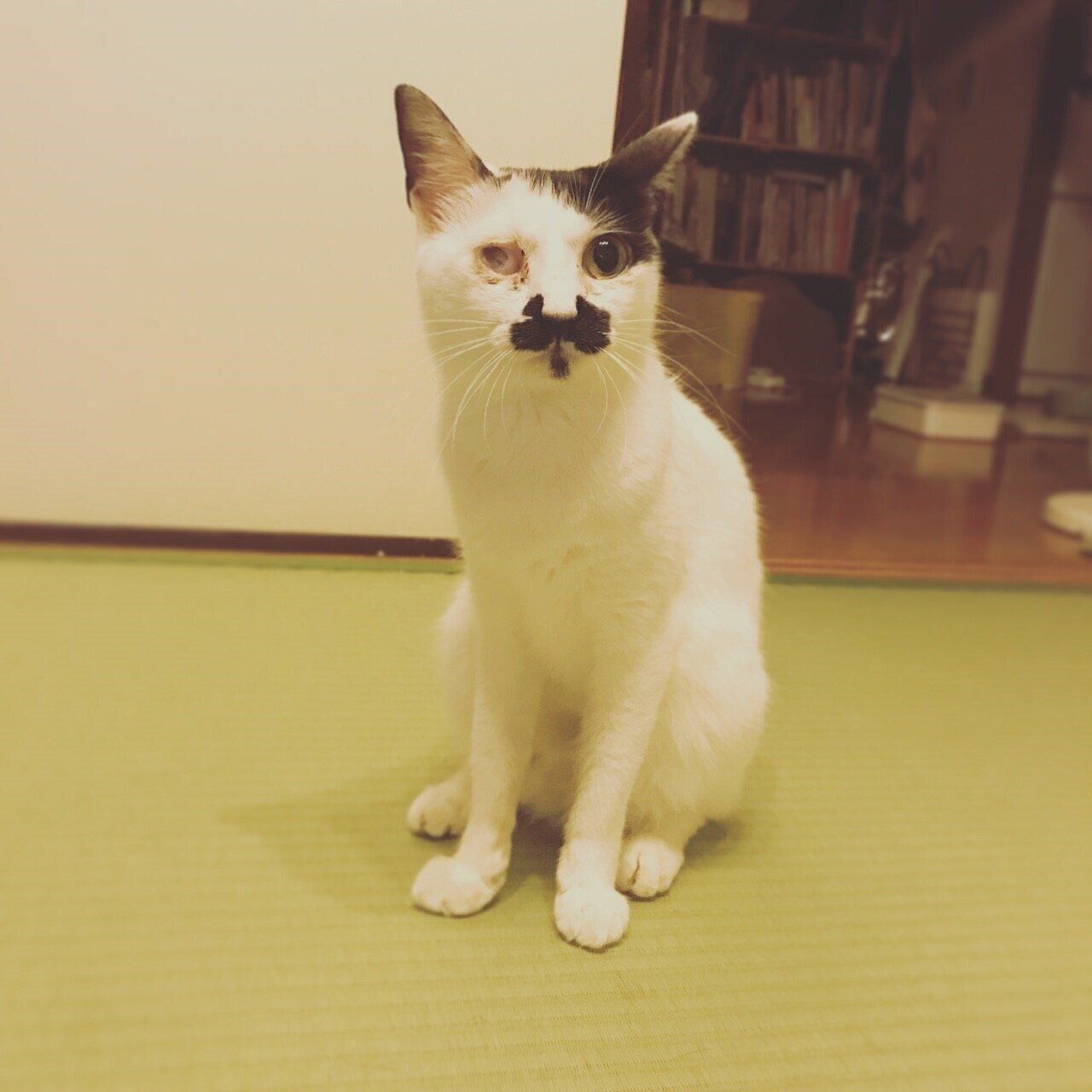 ねこのきもちWEB MAGAZINE ねこの日企画「MEN'S CAT」