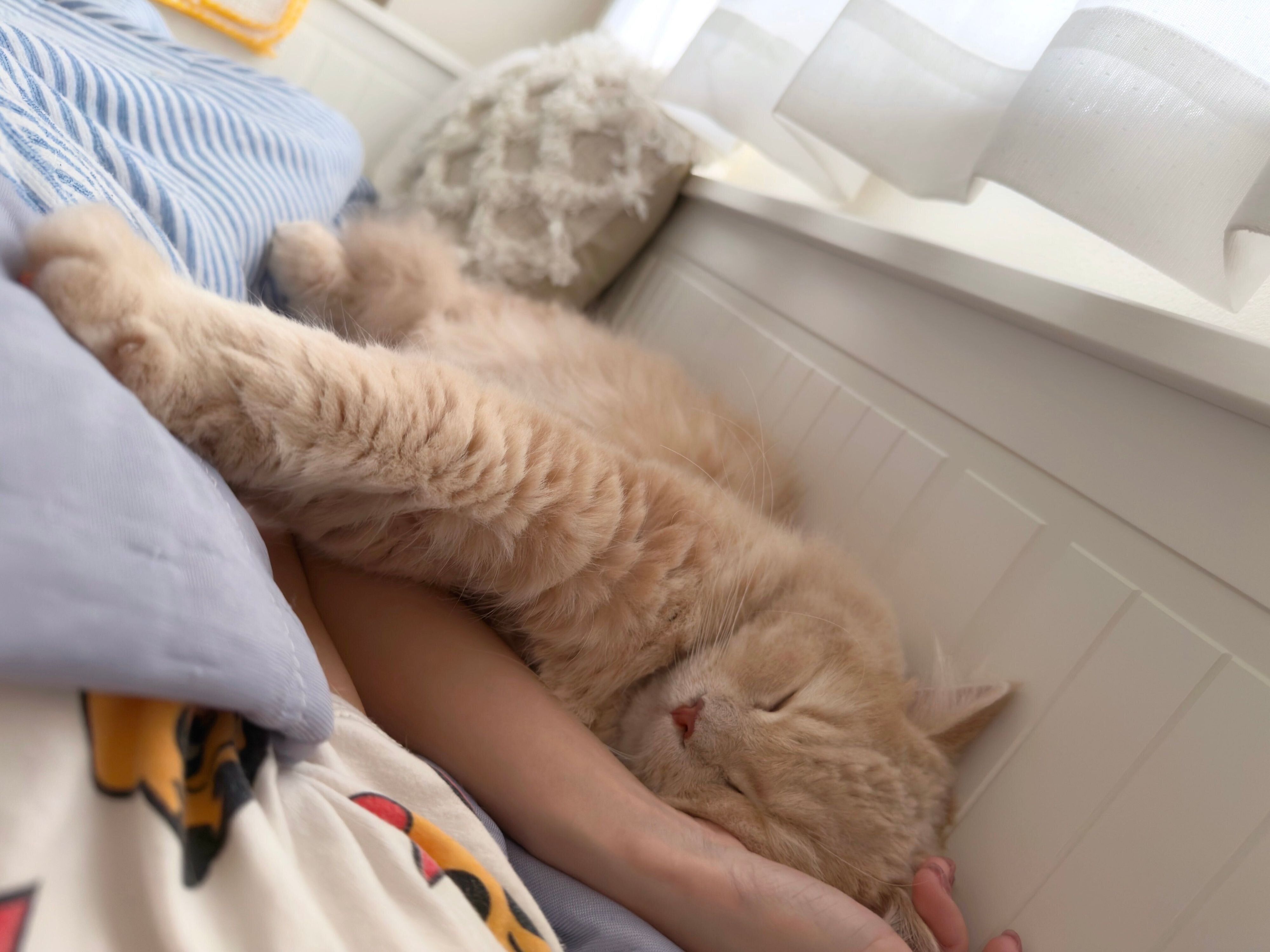 飼い主さんと一緒に昼寝をするつきみくん