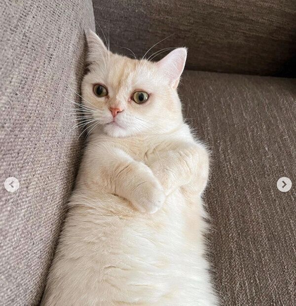 寝転がるちくわくん