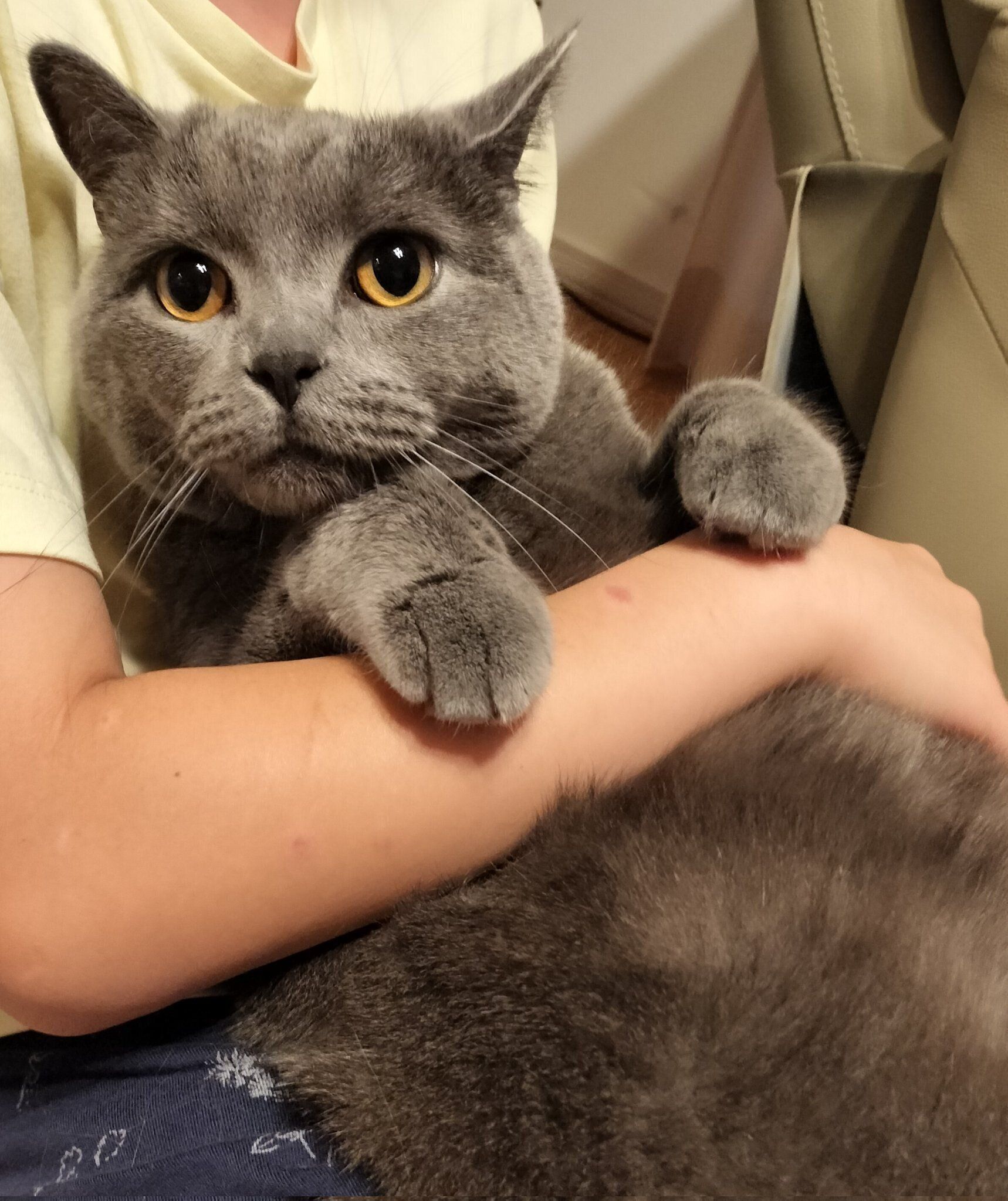 抱っこされているブリティッシュショートヘア