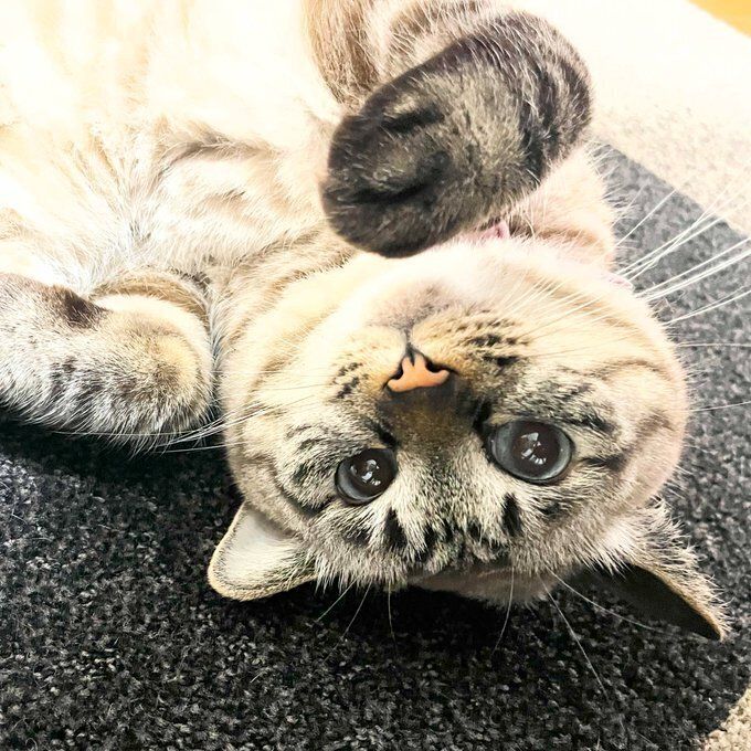 仰向けでくつろぐ猫