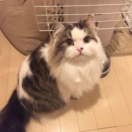 何かを見つめるスコティッシュフォールド・ロングヘア