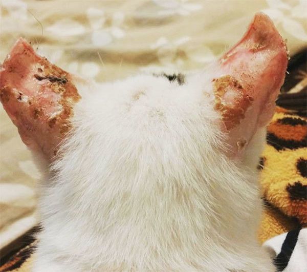 耳がただれた猫