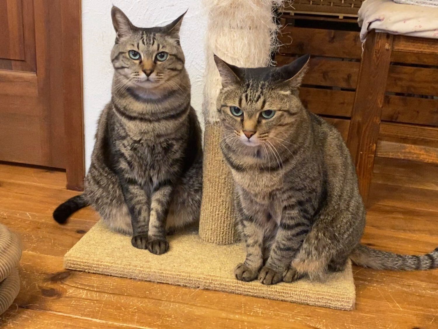 座っている2匹の猫