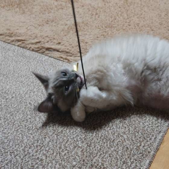 おもちゃに夢中、ラグドールのレビ