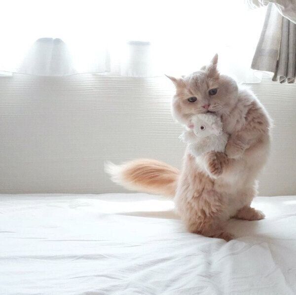 ひつじのぬいぐるみを抱えて立つぽこくん