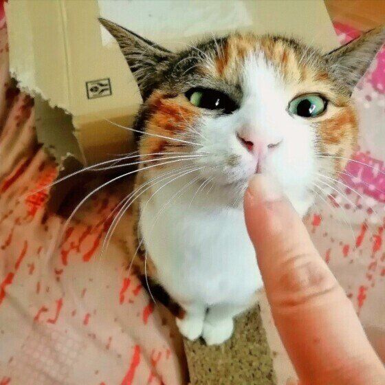 ミケ猫のナナちゃん