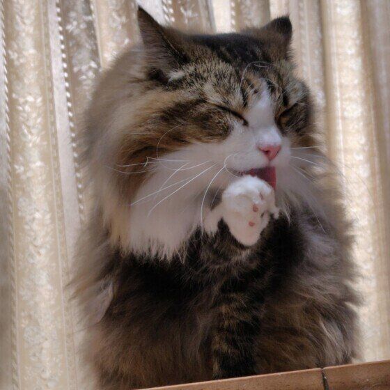 サイベリアンのコハクくん