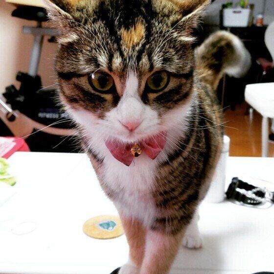 近寄って来るキジトラ猫
