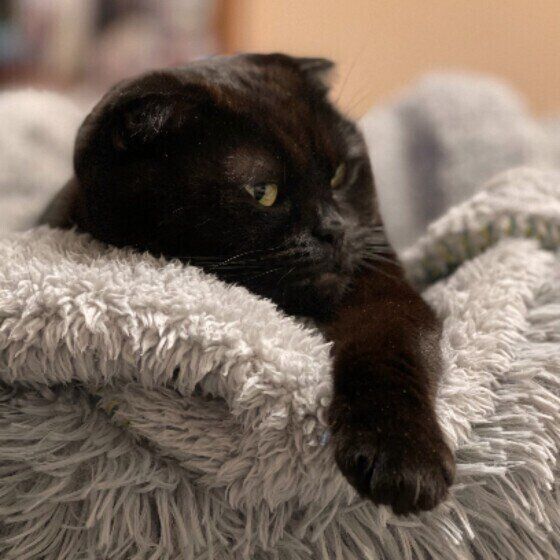 うとうとしているスコティッシュフォールドのはなちゃん