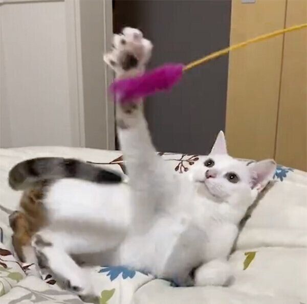 猫じゃらしで遊ぶこまちちゃん