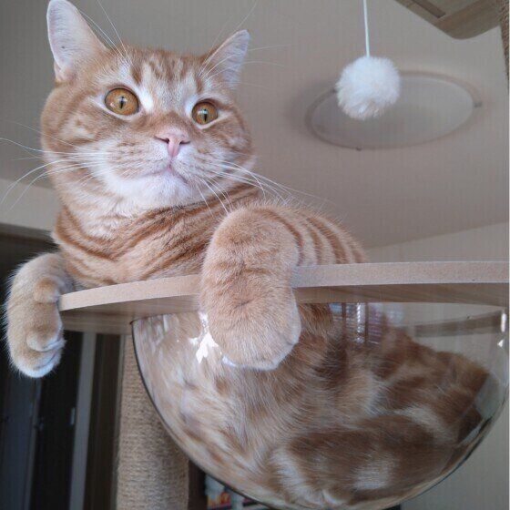 くつろぐアメリカンショートヘア