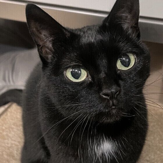 大きな瞳の黒猫